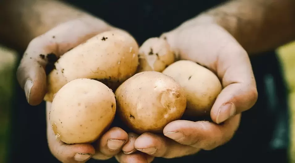 potatoes for power