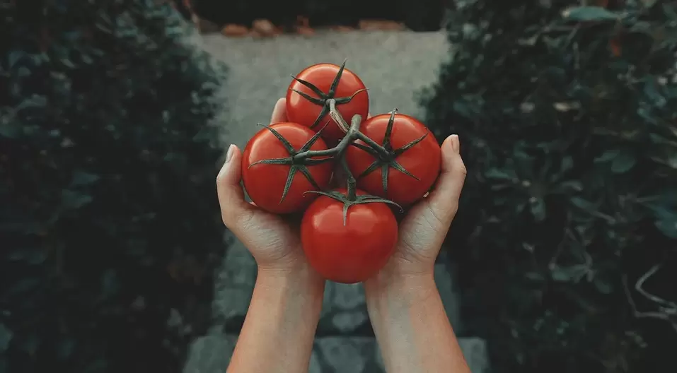 tomatoes for power
